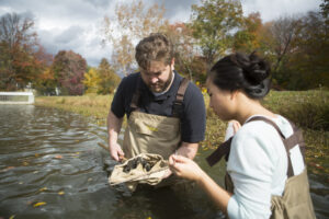 two students in hip waders stand in a lake looking at organisms caught in a net